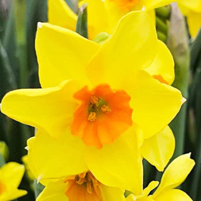 Bulbi Narcise - Cornish Dawn - 2 buc