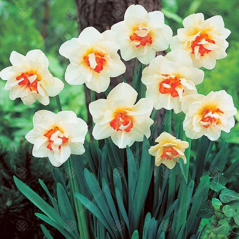 Bulbi Narcise Flower Drift 2 buc