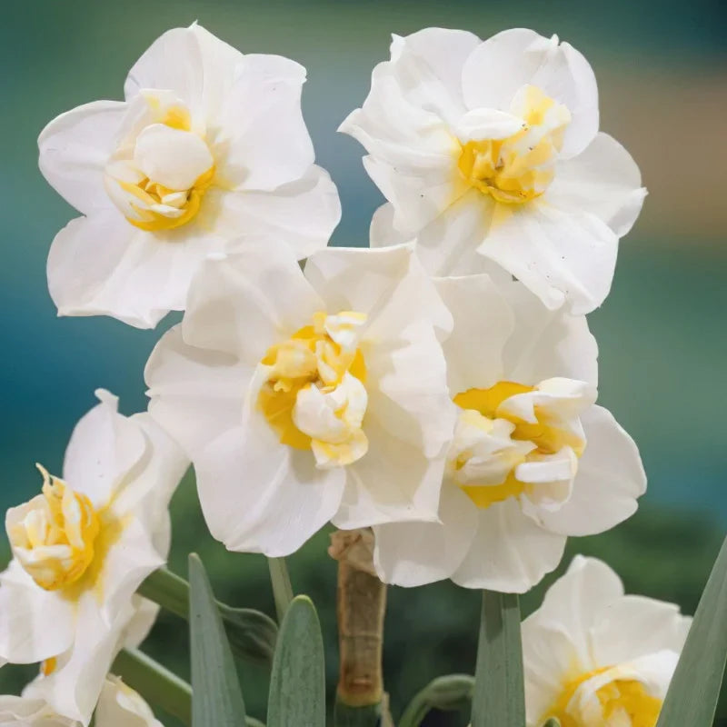 Bulbi Narcise White Cheerfulness 2 buc