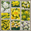 narcisemixt_8c3f5c5b-3251-4bcb-bc2f-c0f965bb21f2_1 - Fitza Florilor