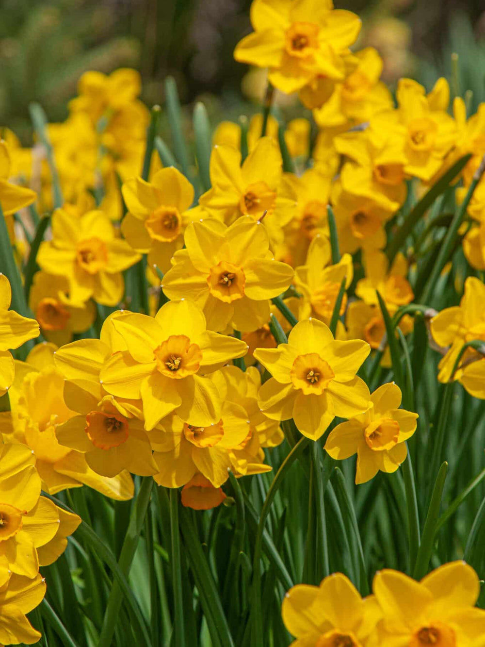 Bulbi Narcise - Cornish Dawn - 2 buc