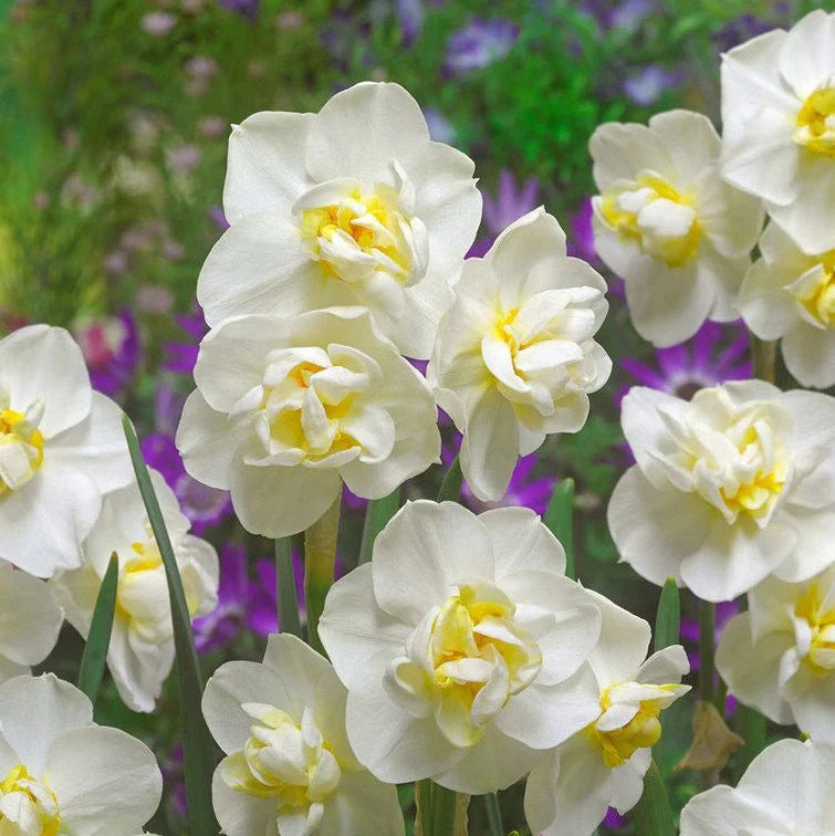 Bulbi Narcise White Cheerfulness 2 buc