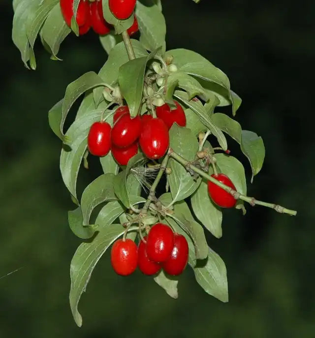 Corn la Ghiveci, 1 Bucata