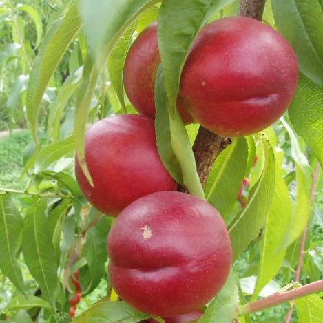 Nectarin Nectared - Puiet Pom Fructifer - 1 bucata/pachet