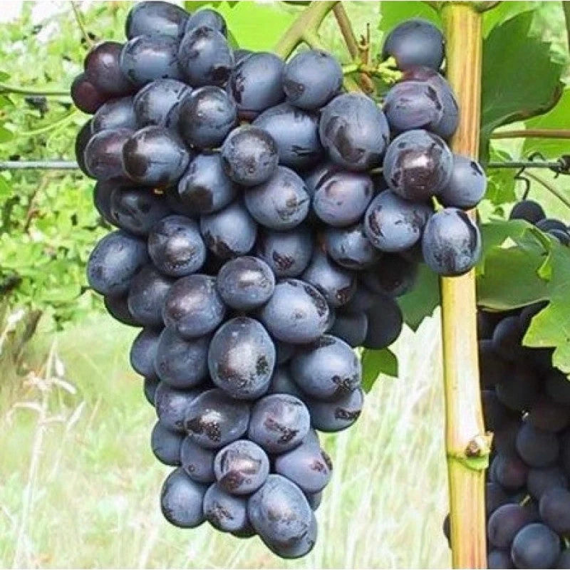 Butaș Viță de Vie de Masă "Nero", 1 Bucată