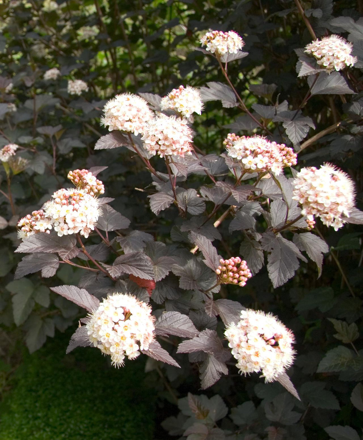 Physocarpus, 1 Bucata