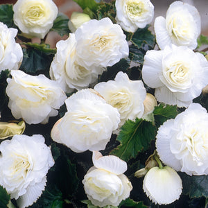 Bulbi de Begonia "Double", Alb, 1 Bucata