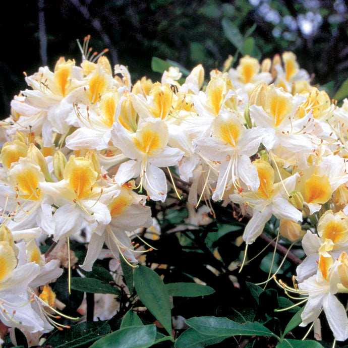 Azalea ''Northern Hi-Light'', la ghiveci