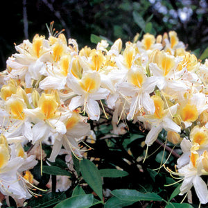 Azalea ''Northern Hi-Light'', la ghiveci