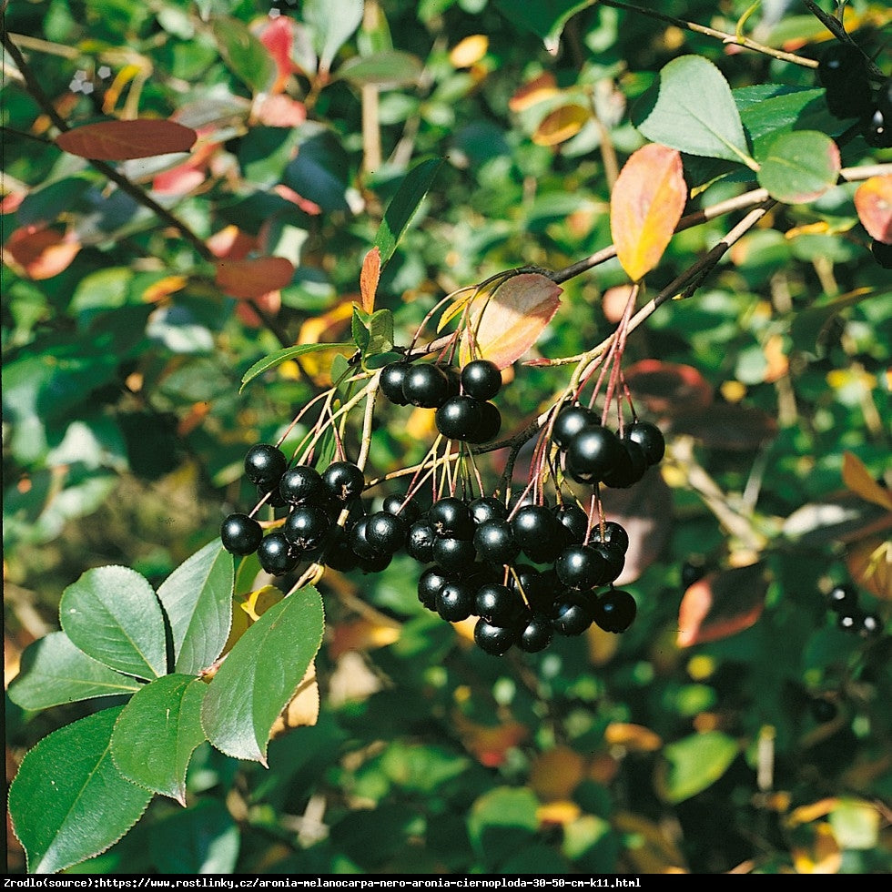 Aronia Nero la Ghiveci, 1 Bucata