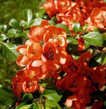 Chaenomeles Japonica ''Orange Trail'' (Gutuiul Japonez), la ghiveci P9