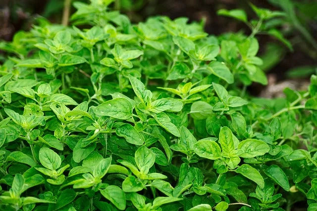 Semințe de Oregano, 0.25 gr