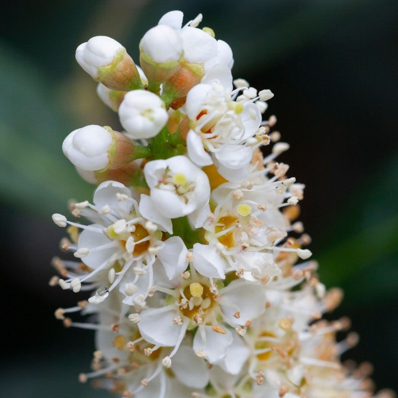 Dafinul Calugaresc, ''Prunus Laurocerasus Otto Luyken'', la Ghiveci de 15L, 1 Bucata