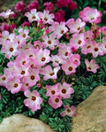 Bulbi de Oxalis "Adenophylla" - Trifoi Ornamental - 10 Bucăți