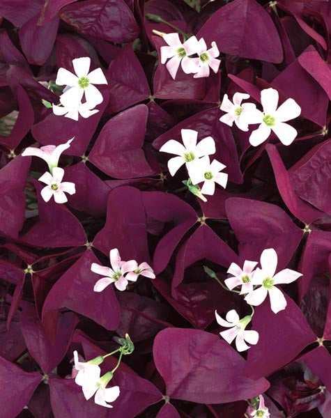 Bulbi de Oxalis "Trifoi Ornamental", 2 Bucati