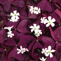Bulbi de Oxalis "Trifoi Ornamental", 10 Bucăți