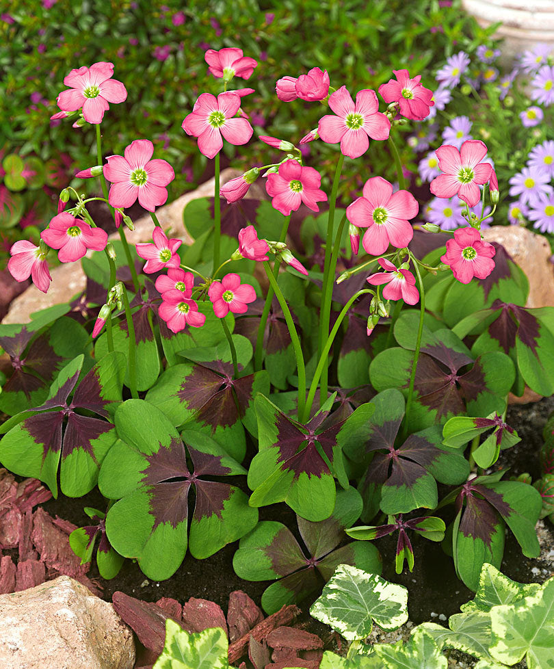 Bulbi de Oxalis "Deppei Iron Cross", Trifoi Ornamental, 10 Bucăți