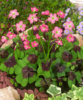 Bulbi de Oxalis "Deppei Iron Cross", Trifoi Ornamental, 10 Bucăți