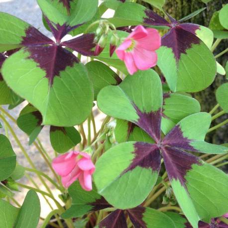 Bulbi de Oxalis "Deppei", Trifoi Ornamental, 2 Bucati