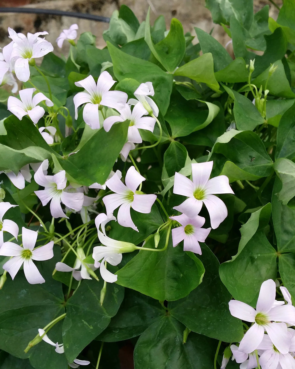 Bulbi de Oxalis "Regnellii", Trifoi Ornamental, 10 Bucăți