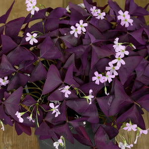 Bulbi de Oxalis "Trifoi Ornamental", 2 Bucati