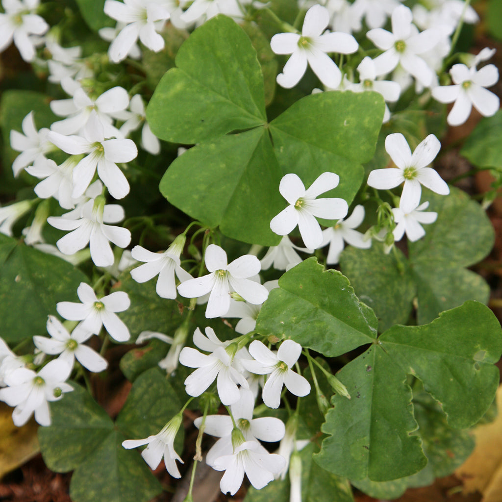 Bulbi de Oxalis "Regnellii", Trifoi Ornamental, 2 Bucati