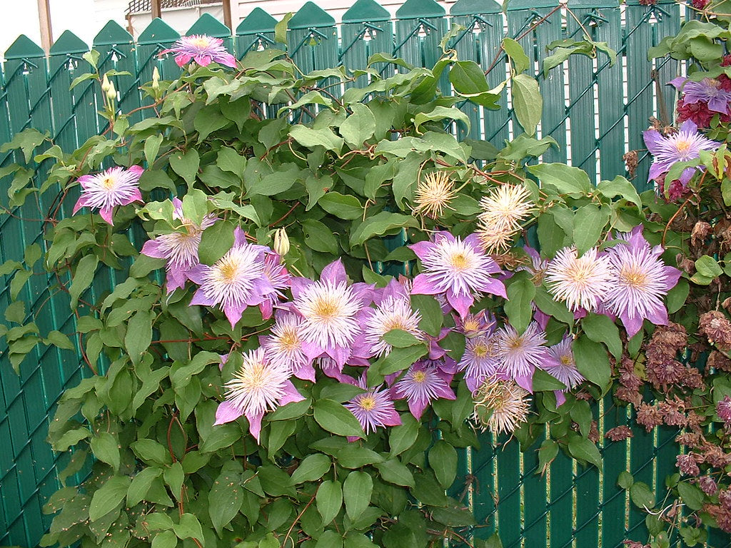 Clematis "Crystal Fountain" la Ghiveci, 1 Bucata