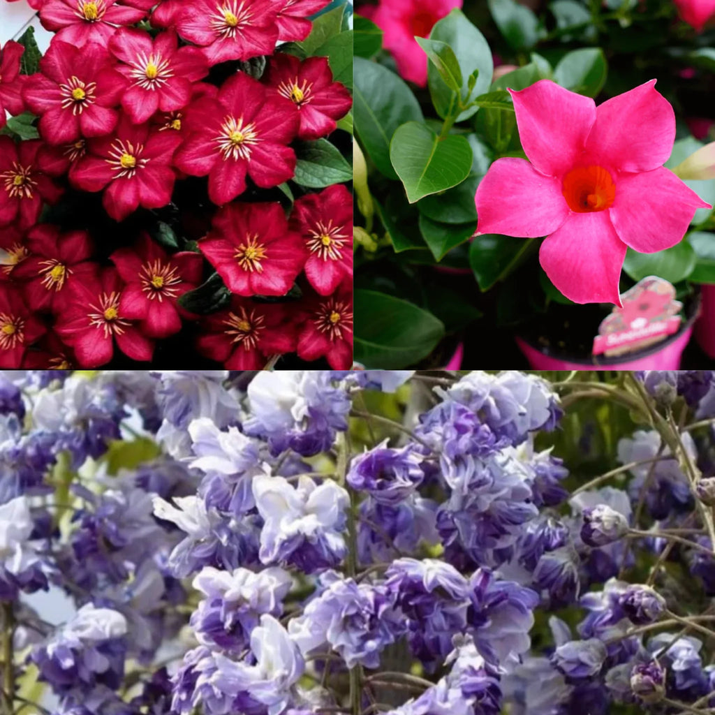 Flori Cataratoare - Pachet Promo 2 - Clematis - Glicina - Dipladenia