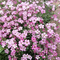 Gypsophila Pacifica - Floarea Miresei - 2 bucati