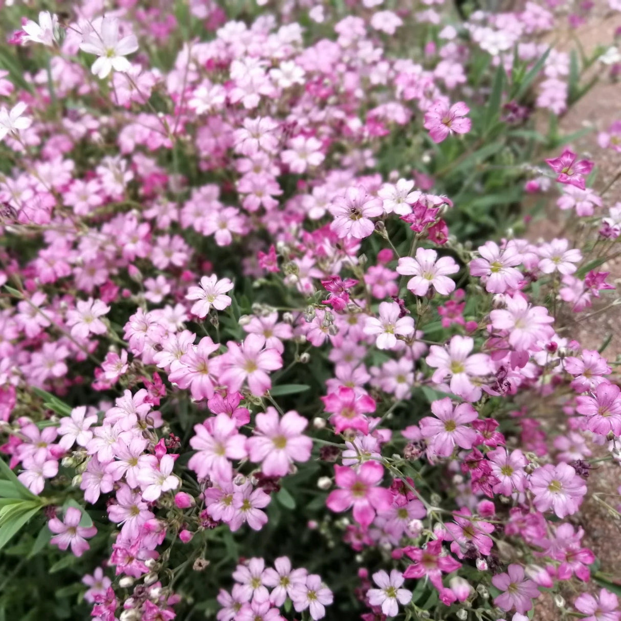 Gypsophila Pacifica (Floarea Miresei)