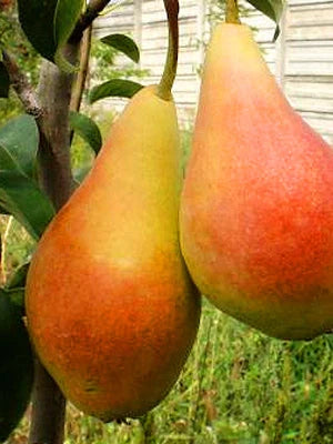 Păr - Aromata de Bistrita