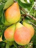 Păr - Aromata de Bistrita