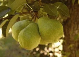 Păr - Capul Piscului