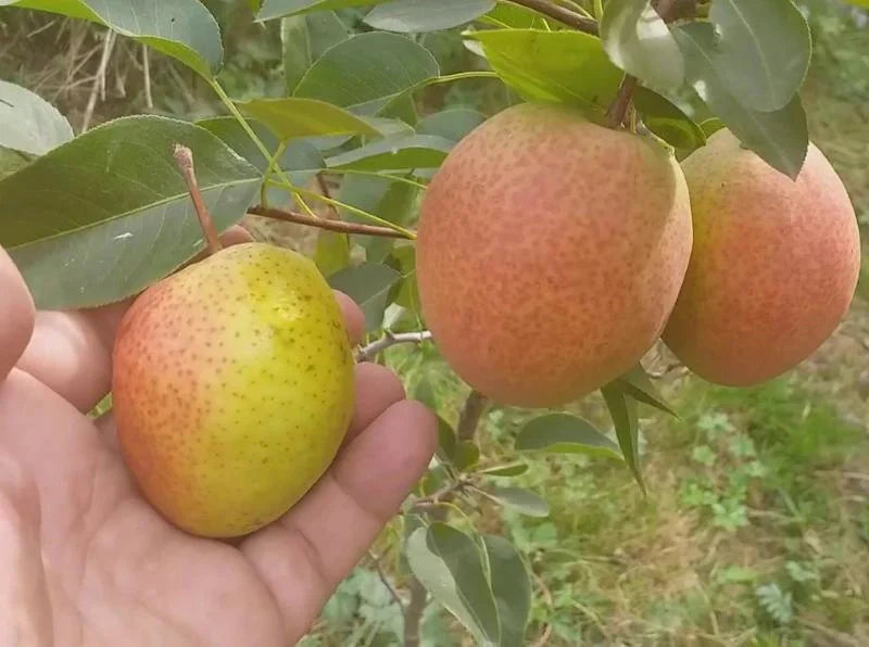 Pachet Mixt Păr 5 Bucăți