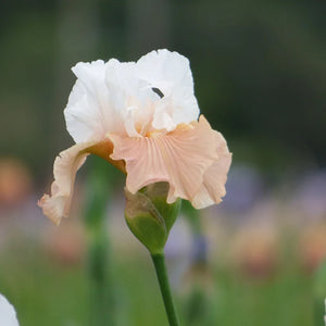 Bulbi de Iris Germanica "Paradise", 1 Bucata