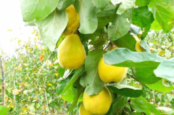 Gutui de Husi