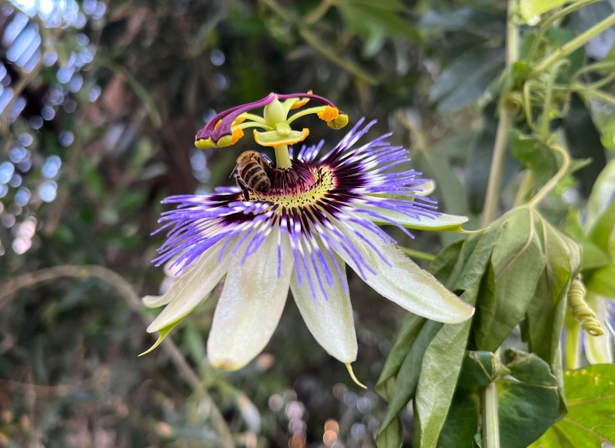 Floarea Pasiunii "Caerulea", la Ghiveci de 3L, 1 Bucata