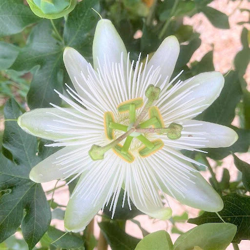 Floarea Pasiunii "Passiflora", Alba, la Ghiveci de 3L, 1 Bucata