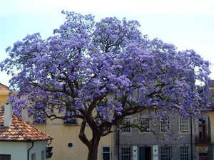 Paulownia Pom,1 Bucata