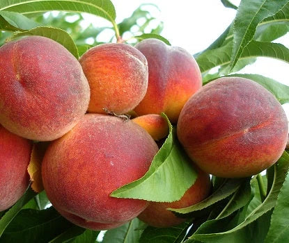 Piersic - Superba de Toamna - Anul 3