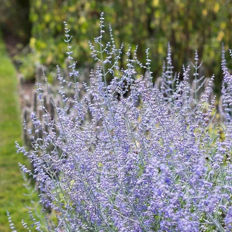 Parovskia "Blue Spire", la Ghiveci (Salvie Ruseasca)
