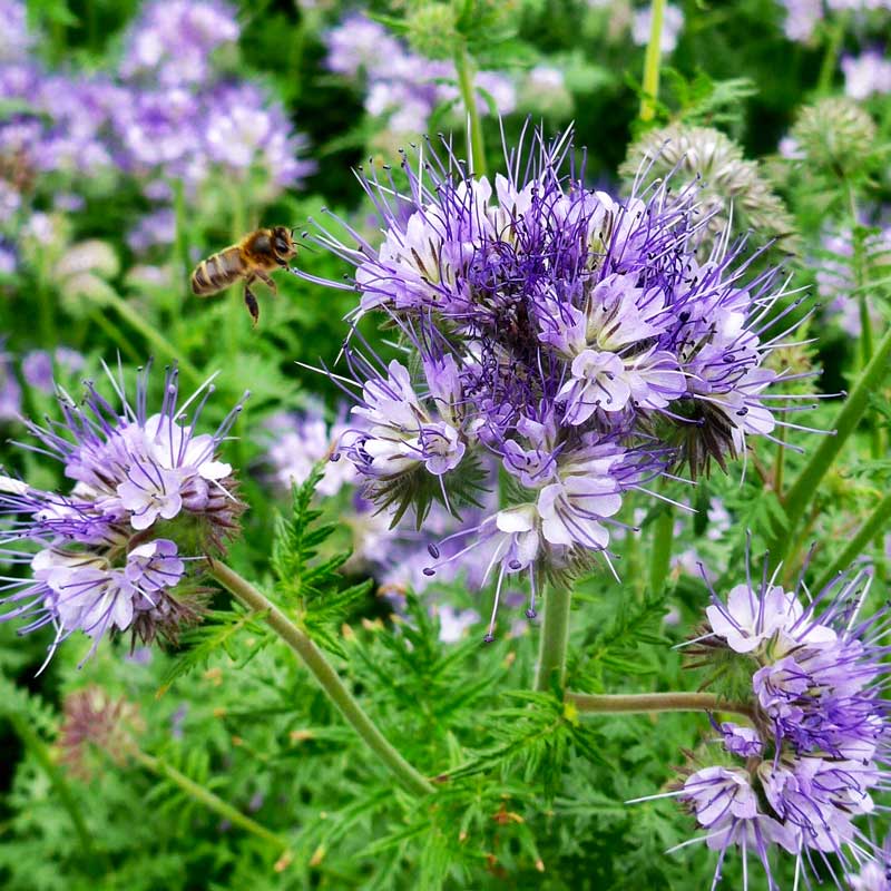 Phacelia Planta Mierii, 1 Bucata