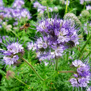 Phacelia Planta Mierii, 1 Bucata