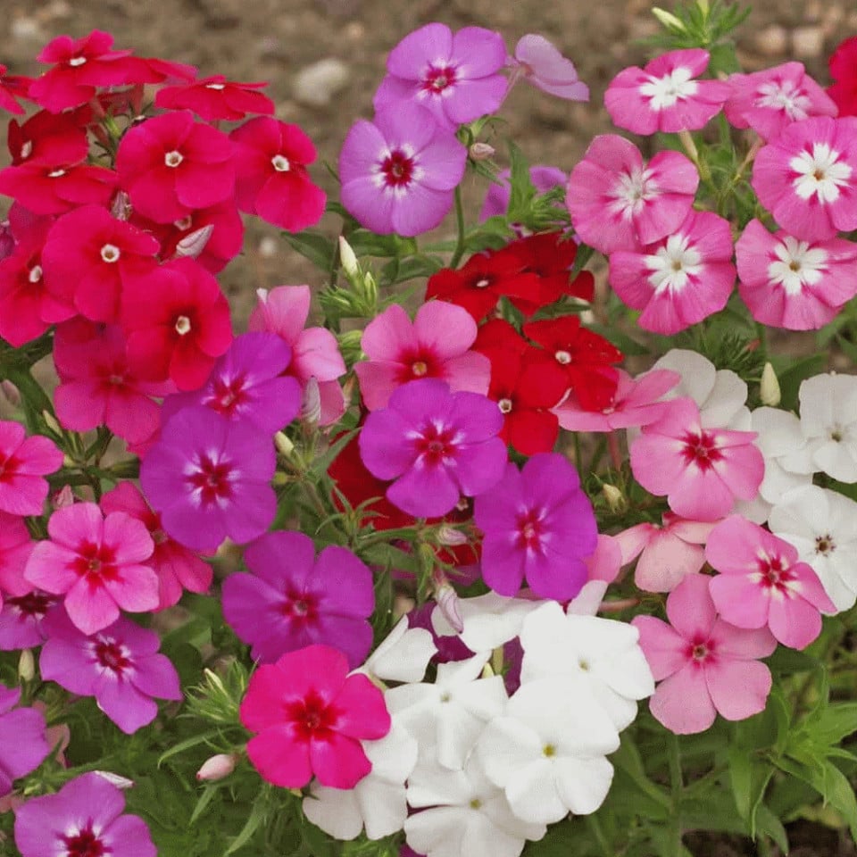 Bulbi Phlox - Panticulata Mixed - Brumarele - 5 buc