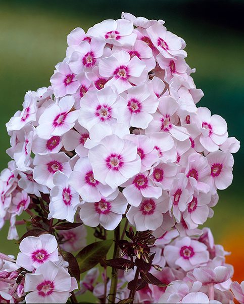 Bulbi de Phlox "Europe I", Brumarele, 1 Bucata