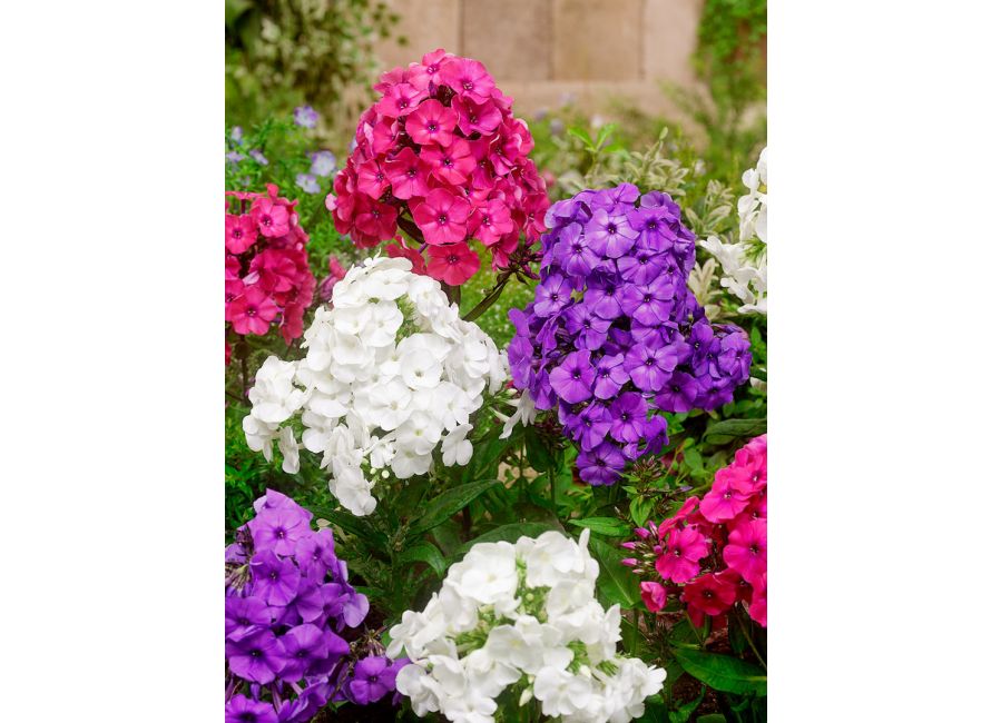 Bulbi Phlox - Panticulata Mixed - Brumarele - 5 Bucăți