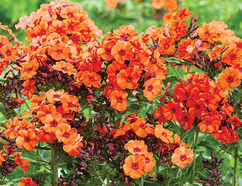 Bulbi de Phlox "Orange Perfection" (Brumarele), 1 Bucata