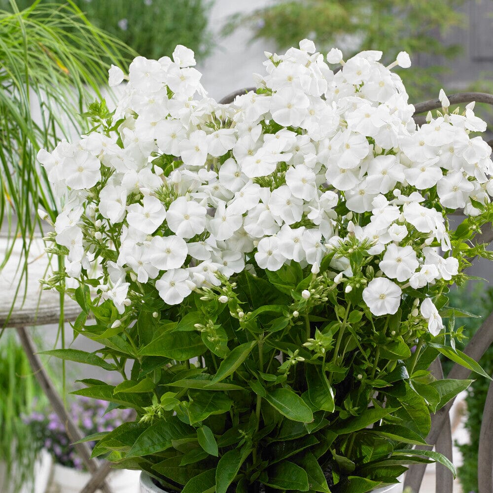 Bulbi Phlox - Paniculata - Alb - 2 Bucăți