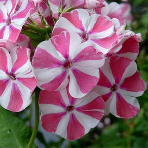 Bulbi de Phlox "Pink Windmill", 1 Bucata