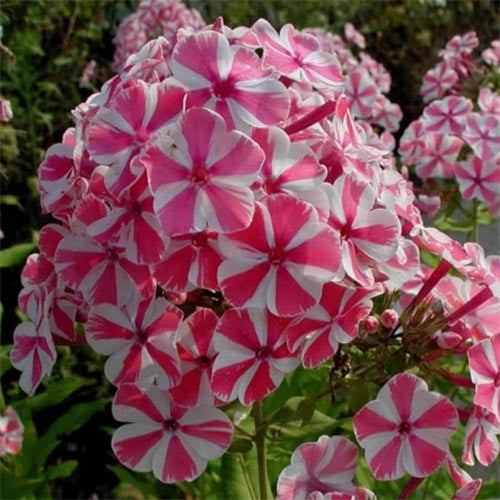 Bulbi de Phlox "Pink Windmill", 1 Bucata